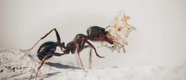 Zatočte s mravenci v domácnosti
