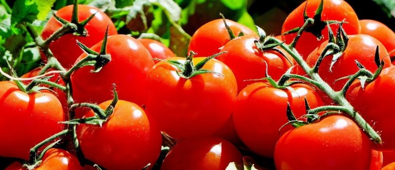 Jak na pěstování rajčat?
