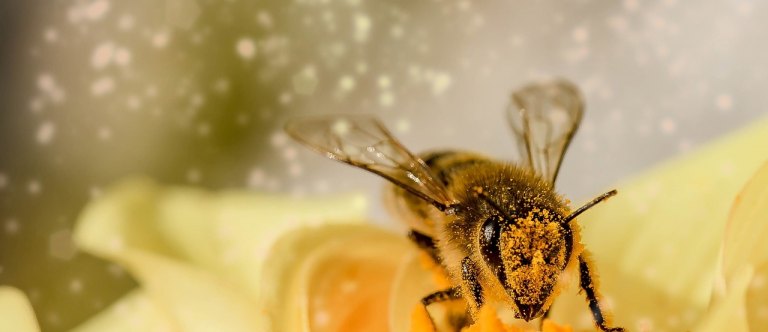 Pozor na pylovou alergii