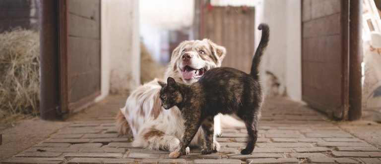 Jak udržet příměří mezi kočkou a psem?